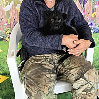 adopt a pet