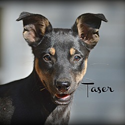Thumbnail photo of Taser ~ meet me! #1