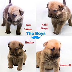 Thumbnail photo of Game of Thrones Litter #3