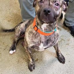 Elk Country Animal Shelter in Atlanta, Michigan