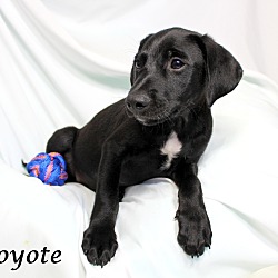 Thumbnail photo of Coyote~adopted! #2