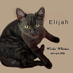 Thumbnail photo of ELIJAH #4