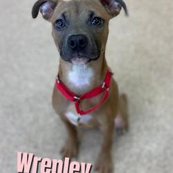 Photo of WRENLEY