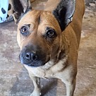 Adopt A Pet :: Shirley - Locust Grove, GA