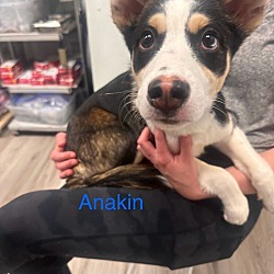 Thumbnail photo of Millie pup: Anakin #1
