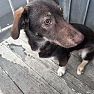 Adopt A Pet :: Choco Latte - Escondido, CA