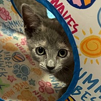 adopt a pet