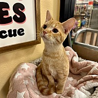 adopt a pet