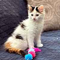 adopt-pet