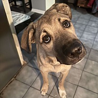 adopt a pet