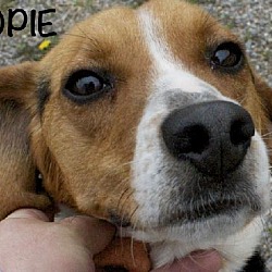 Thumbnail photo of Opie #1