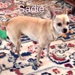 Thumbnail photo of SADIE #4