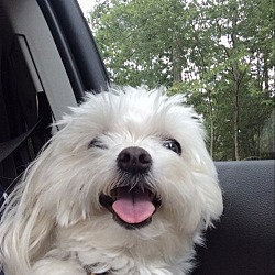 Thumbnail photo of Daisy Lou*Adopted #1