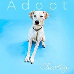 Thumbnail photo of Charley #1