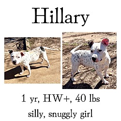 Thumbnail photo of Hillary #1