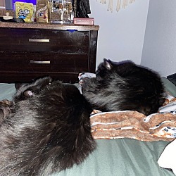 Photo of Shadow and Stormy