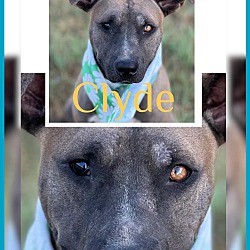 Thumbnail photo of Clyde #2