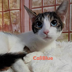 Thumbnail photo of Caliblue #1