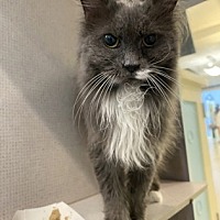 adopt a pet