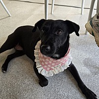 adopt-pet