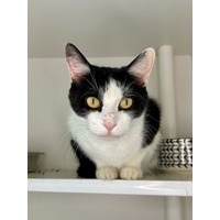 adopt-pet