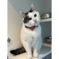 adopt-pet