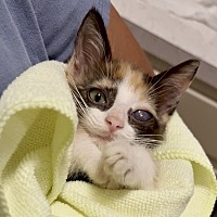 adopt a pet