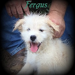Thumbnail photo of Fergus #4