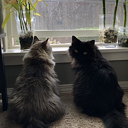 Photo of Misha and Cassius