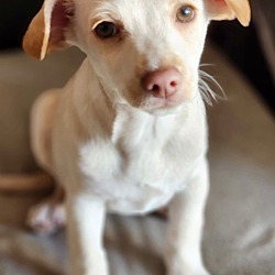 Photo of Peanut