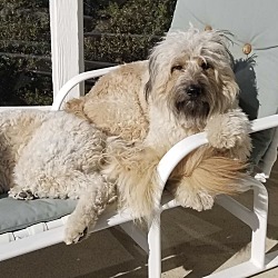 Photo of Bear