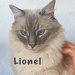 Thumbnail photo of Lionel (Sierra) #1