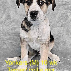 Photo of YONKERS