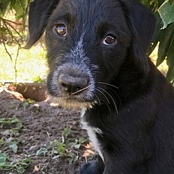 Thumbnail photo of Maddi pup: Elizabeth #3