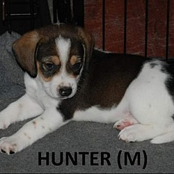Photo of Easter Pups : Hunter