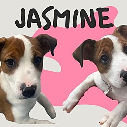 Thumbnail photo of Jasmine #4