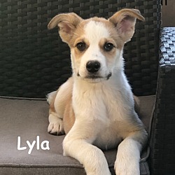 Thumbnail photo of Lyla #1