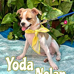 Thumbnail photo of Yoda Nolan #1