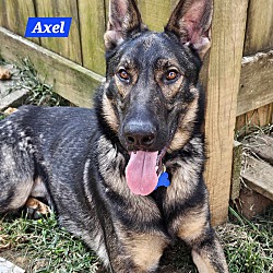 Thumbnail photo of Axel #2