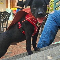adopt a pet