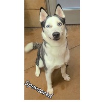 adopt-pet