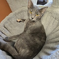 adopt a pet
