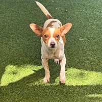 adopt-pet