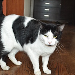 Morristown, NJ - Domestic Shorthair. Meet Beeker a Pet for Adoption ...