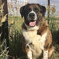 can a saint bernard and a catahoula leopard dog be friends