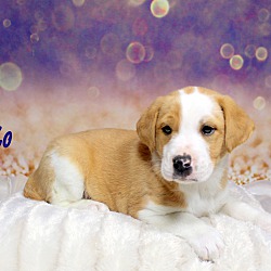 Thumbnail photo of Mojo~adopted! #4