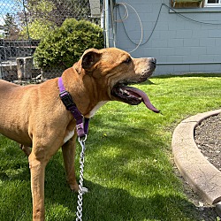Photo of Simba