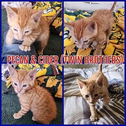 Photo of Pecan & Cider (twin brothers)