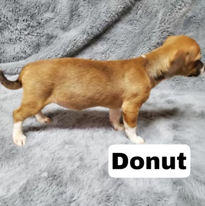 Thumbnail photo of Donut #3