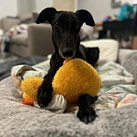adopt a pet